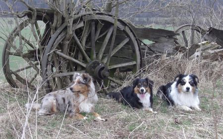 Australian Shepherd damals....im wilden westen