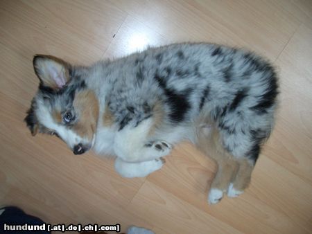 Australian Shepherd Die kleine Polly nochmals