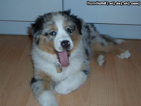 Australian Shepherd Polly