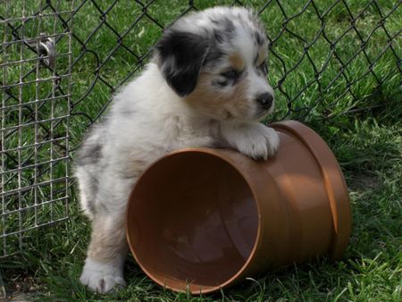 Australian Shepherd ....meins !....