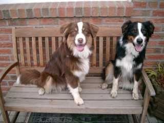 Australian Shepherd Shadow und Amy