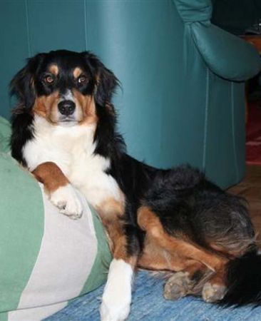 Australian Shepherd Canto from Black Boy Country