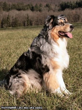 Australian Shepherd Cap vom Klaushof