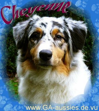 Australian Shepherd Guardian Angel's Honeymoon - 