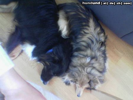 Australian Shepherd Hier ist mein Aussie Chicco (1Jahr alt) und seine Sheltie Freundin Bonny (6 Jahre alt)