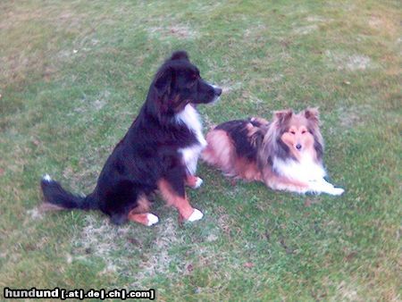 Australian Shepherd Hier ist mein Aussie Chicco (1Jahr alt) und seine Sheltie Freundin Bonny (6 Jahre alt)