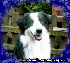 Australian Shepherd Blue Mountain's Connor Mc Leod