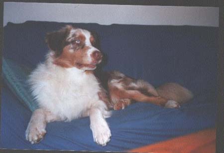 Australian Shepherd Merlin