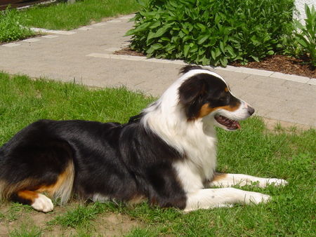 Australian Shepherd Finja 14 Monate