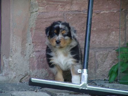 Australian Shepherd Amy 5 Wochen alt