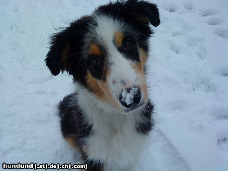 Australian Shepherd Bitte?? Ist was Doc??