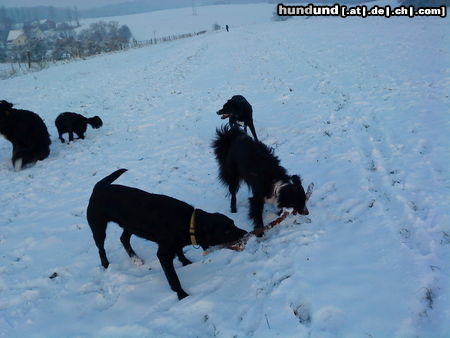 Australian Shepherd Meine Kumpel Tyron, Jana, Pepe, Rusti & Sid