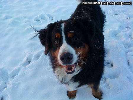 Australian Shepherd Meine Kumpel Sid