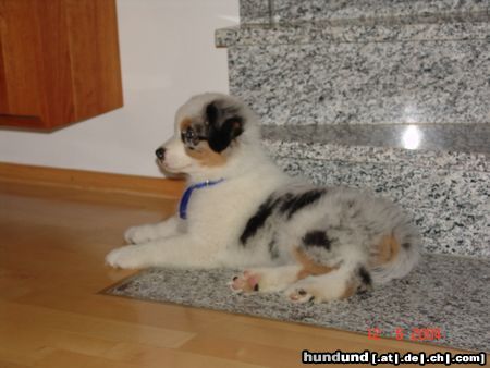 Australian Shepherd Lillibillis Annie