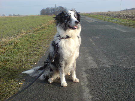 Australian Shepherd Und nochmal die Sally :-)