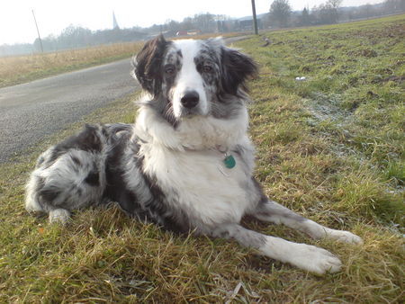 Australian Shepherd Ganz schön windig...