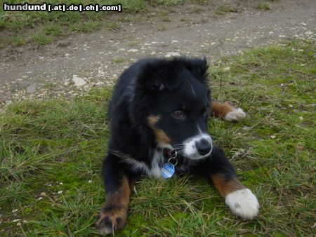 Australian Shepherd Bin ich nicht eine Hübsche?