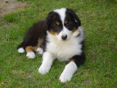 Australian Shepherd Finja 9 Wochen alt