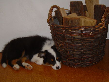 Australian Shepherd Finja 9 Wochen alt