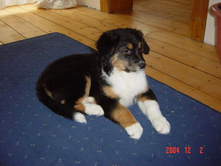 Australian Shepherd Ich heiße Emma und bin zehn Wochen alt!