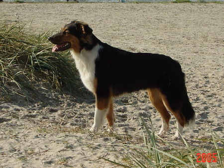 Australian Shepherd Emma an der Nordsee!