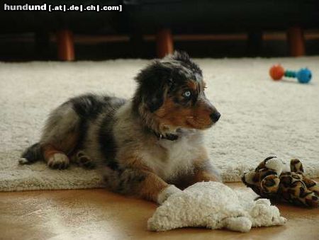 Australian Shepherd Kiwi ... 5 Monate