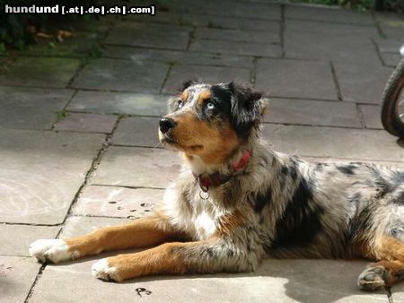 Australian Shepherd Kiwi ... 6 Monate ... im Sonnenschein