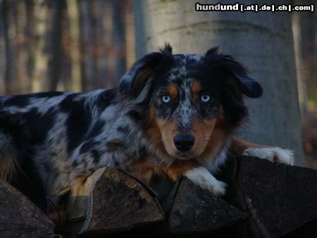 Australian Shepherd Kiwi - 8 Monate alt