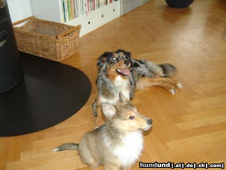 Australian Shepherd KIWI mit Colliebaby Lassie