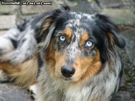 Australian Shepherd KIWI - 12 Monate