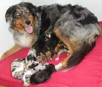 Australian Shepherd Unsere Welpen sind da!!