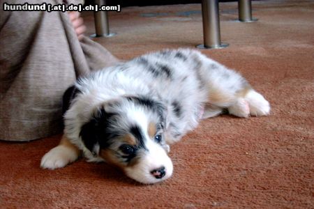 Australian Shepherd Shadow mit 5 Wochen