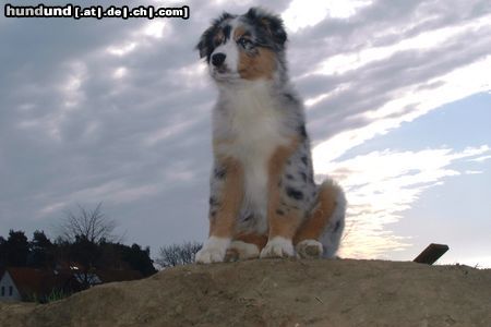 Australian Shepherd Shadow beim Sonnenaufgang