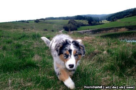 Australian Shepherd Shadow beim Catwalk