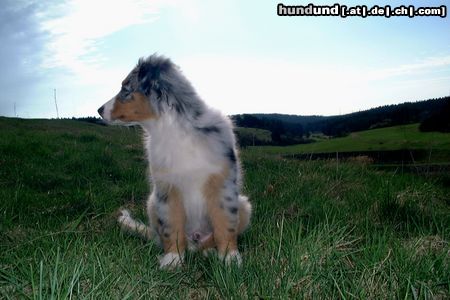 Australian Shepherd Es ist so schön sich mal den Wind um die Nase wehen zu lassen