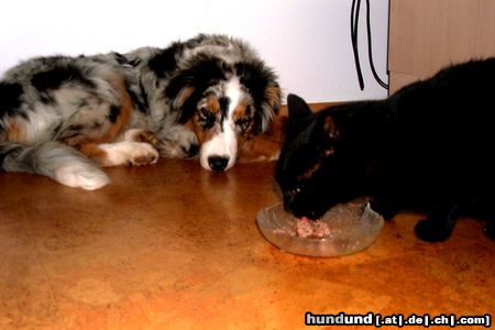 Australian Shepherd Ich kann warten