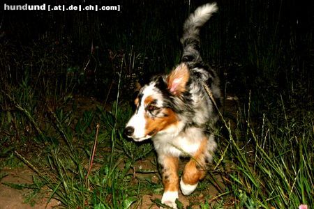 Australian Shepherd Nachtwanderung