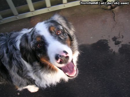 Australian Shepherd