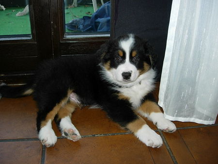 Australian Shepherd Ich bin ja sooo müde :o)