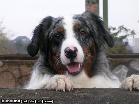 Australian Shepherd