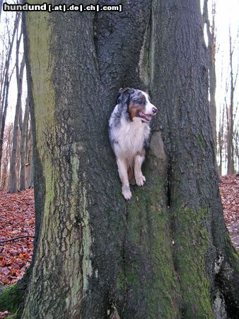 Australian Shepherd Mein Aussie Aries ist für jeden Spaß zu haben