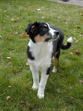 Australian Shepherd SHIWA MIT 3 1/2 MONATEN