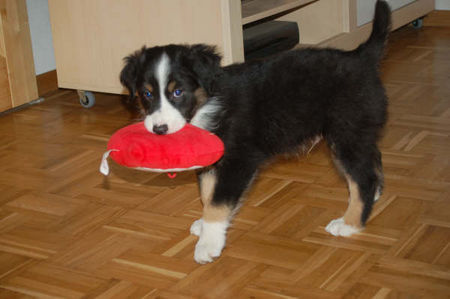 Australian Shepherd Mein süßer Cosmo mit 2 Monaten