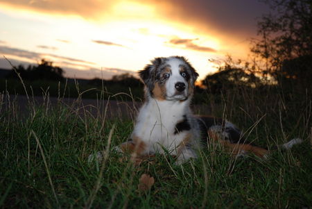 Australian Shepherd Buffalo Noor Ranch Maddox mit 3 Monaten