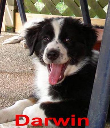 Australian Shepherd Darwin