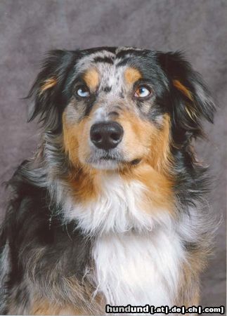 Australian Shepherd UNSER  ARTHOS