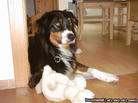 Australian Shepherd meins