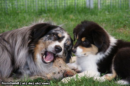 Australian Shepherd Deckrüde Dulco mit Kiowa