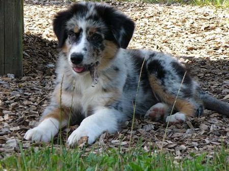 Australian Shepherd Dulco from Black Boy Country