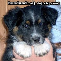 Australian Shepherd Das ist er............Western recall's Eyes On Eyko